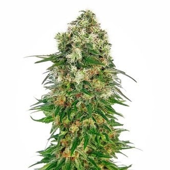 Shiva Skunk Automatic (Sensi Seeds) feminizada