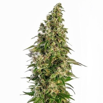 Afghani 1 Automatic (Sensi Seeds) feminizada