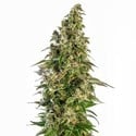 Afghani 1 Automatic (Sensi Seeds) feminizada