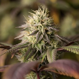 Remo Chemo (Dinafem) feminizada