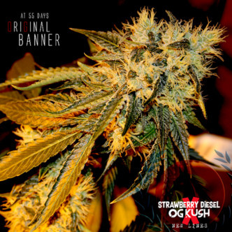 Original Bruce Banner (Dark Horse Genetics) Regular