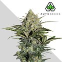 GG#4 Auto (Auto Seeds) feminizada