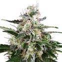 White Skunk Automatic (White Label) feminizada