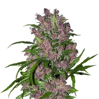 Purple Bud Automatic (White Label) Feminizada