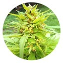 Golden Cannary (Top Tao Seeds) regular