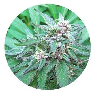 Blueberry Crystal (Top Tao Seeds) regular