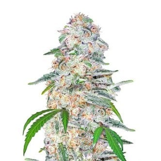 Blue Dream´matic (FastBuds) feminizada