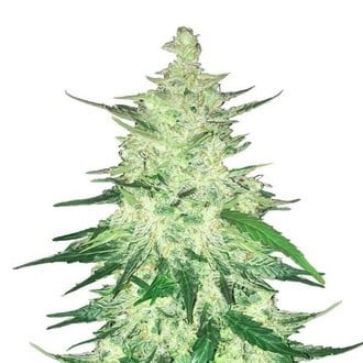 CBD Auto 1:1 (FastBuds) Feminizada