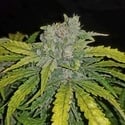 CBD Auto 1:1 (FastBuds) Feminizada