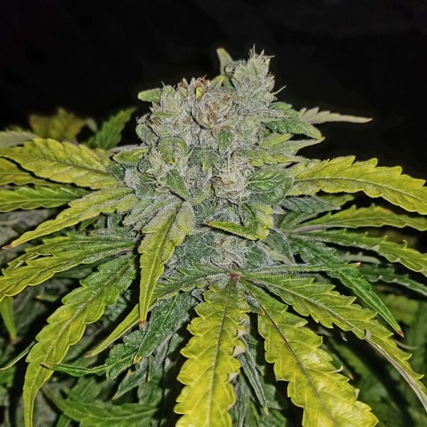 CBD Auto 1:1 (FastBuds) Feminizada