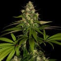 Banana (Zamnesia Seeds) feminizada