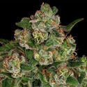 Banana (Zamnesia Seeds) feminizada