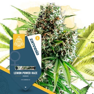 Lemon Power Haze (Zamnesia Seeds) feminizada