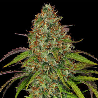 Lemon Power Haze (Zamnesia Seeds) feminizada