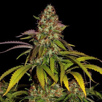 Lemon Power Haze (Zamnesia Seeds) feminizada