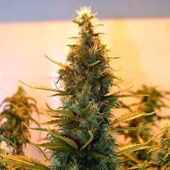 Lowryder #2 (Doctor's Choice) feminizada