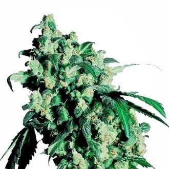 Super Skunk (Sensi Seeds) feminizada