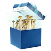 Kit de cultivo de Fresh Mushrooms (seleccionado por Zamnesia) 1200ml