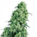 Skunk 1 (Sensi Seeds) feminizada