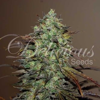 Eleven Roses (Delicious Seeds) feminizada