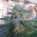 Eleven Roses (Delicious Seeds) feminizada