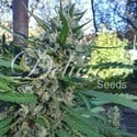 Eleven Roses (Delicious Seeds) feminizada