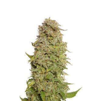 Milkshake Kush Autoflower (Amsterdam Genetics) feminizada