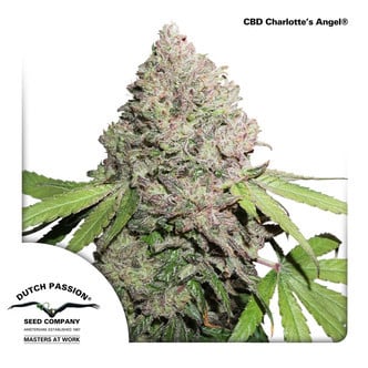 CBD Charlotte’s Angel (Dutch Passion) feminizada