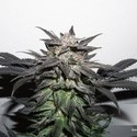 Bubba Island Kush (Dutch Passion) feminizada