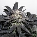 Bubba Island Kush (Dutch Passion) feminizada