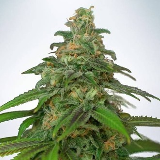 Auto Mandarin Haze (Ministry Of Cannabis) feminizada