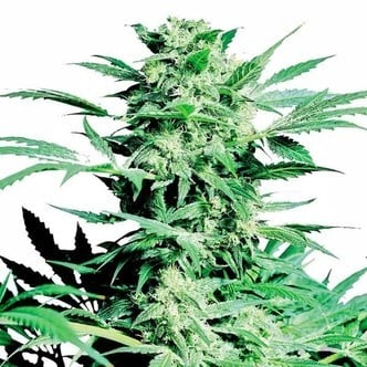 Shiva Skunk (Sensi Seeds) feminizada