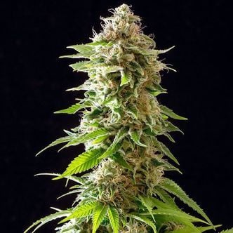 Cookies Haze (Kannabia) feminizada