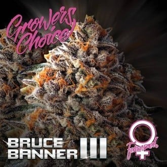 Bruce Banner III (Growers Choice) Feminizada