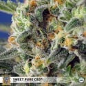 Sweet Pure CBD (Sweet Seeds) feminizada