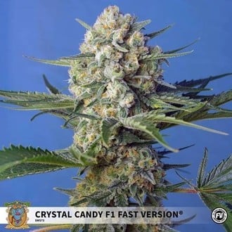 Crystal Candy F1 Fast Version (Sweet Seeds) feminizada