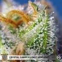 Crystal Candy F1 Fast Version (Sweet Seeds) feminizada