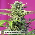 Chem Beyond Diesel CBD (Sweet Seeds) feminizada