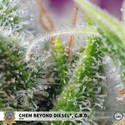 Chem Beyond Diesel CBD (Sweet Seeds) feminizada