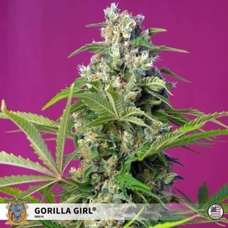 Gorilla Girl (Sweet Seeds) feminized