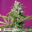 Gorilla Girl (Sweet Seeds) feminizada