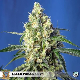 Green Poison CBD (Sweet Seeds) feminizada