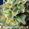 Green Poison CBD (Sweet Seeds) feminizada