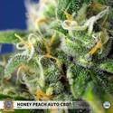 Honey Peach Auto CBD (Sweet Seeds) feminizada