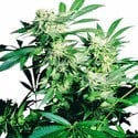 Skunk Kush (Sensi Seeds) feminizada