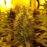 Amnesia Haze (Amsterdam Genetics) feminizada