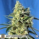 Sweet Amnesia Haze (Sweet Seeds) feminizada