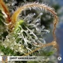 Sweet Amnesia Haze (Sweet Seeds) feminizada