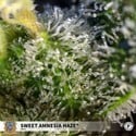 Sweet Amnesia Haze (Sweet Seeds) feminizada