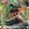 Black Jack CBD (Sweet Seeds) feminizada